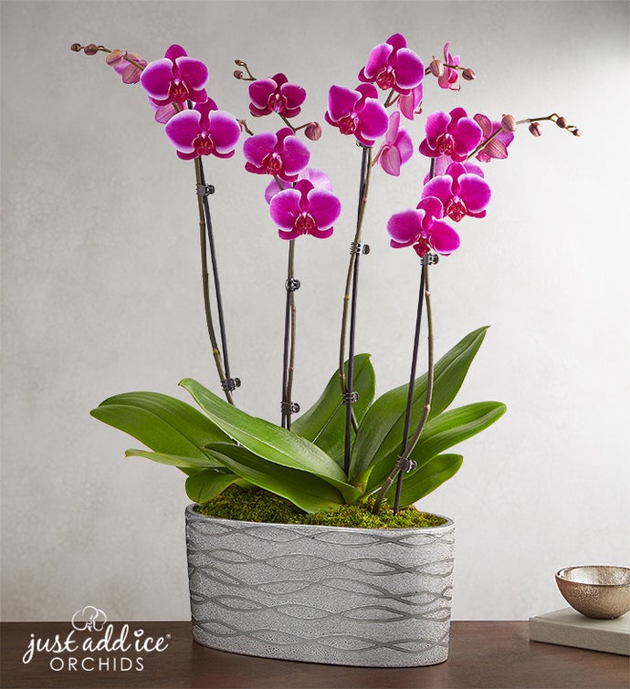 Violet Opulence Orchid
